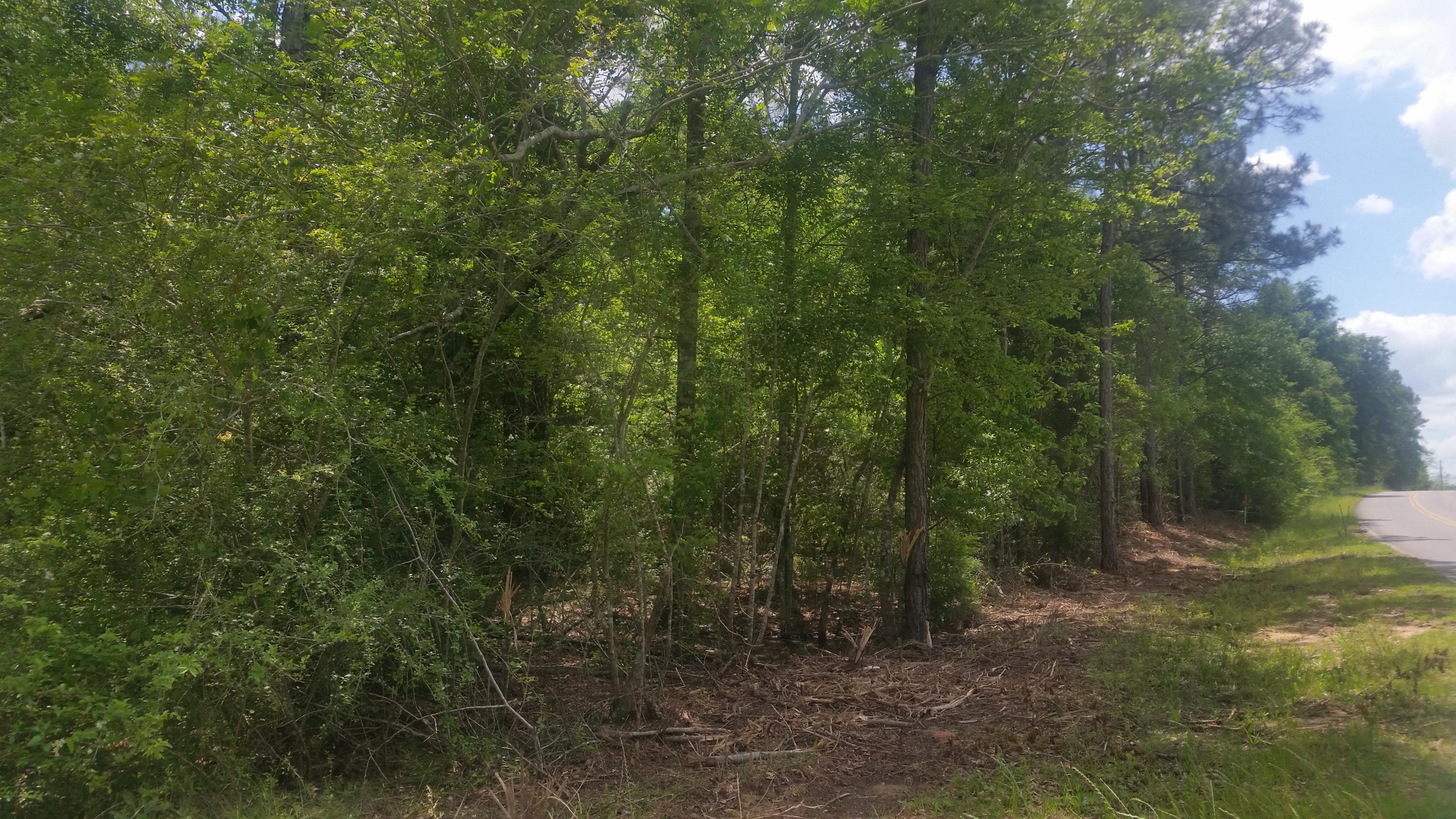 Older Pines and Hardwoods