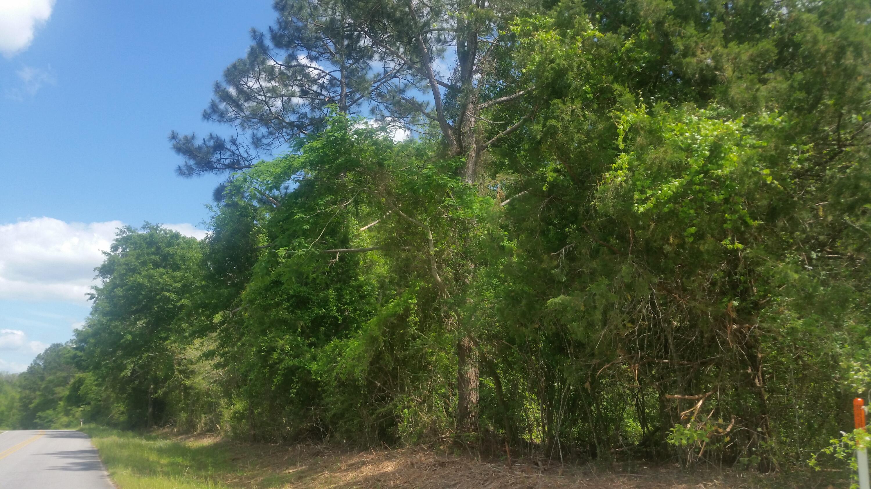 Beautiful woods
