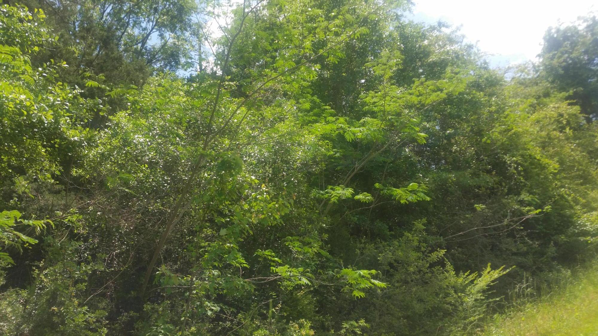 59-acres Punch Bowl Road DeFuniak Springs, FL 32433 - Photo 10 of 19 20210427_140811