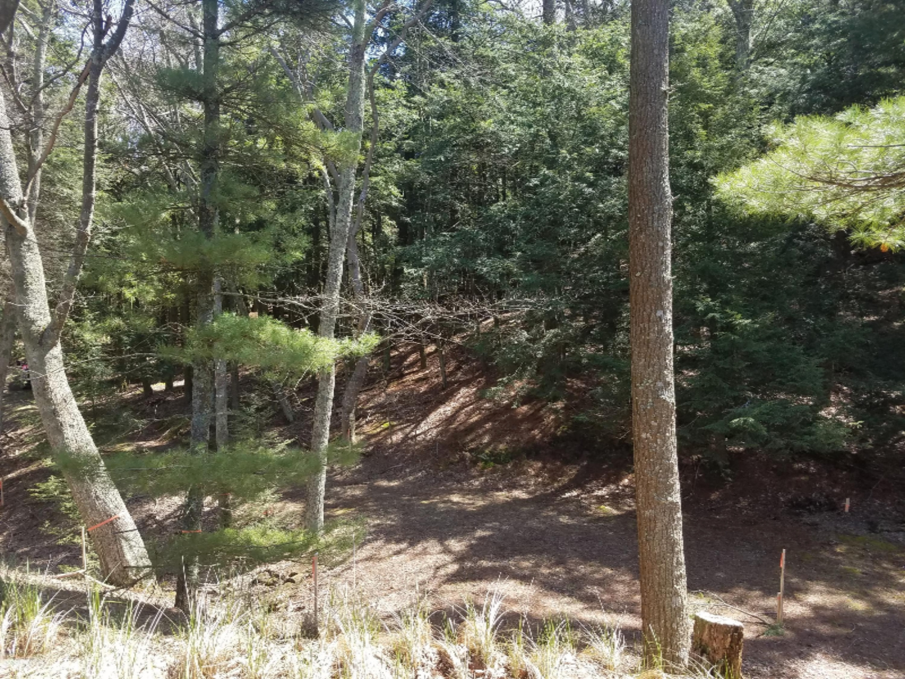 0 Mack Road Pentwater, MI 49449 - Photo 16 of 17 20170503_125340