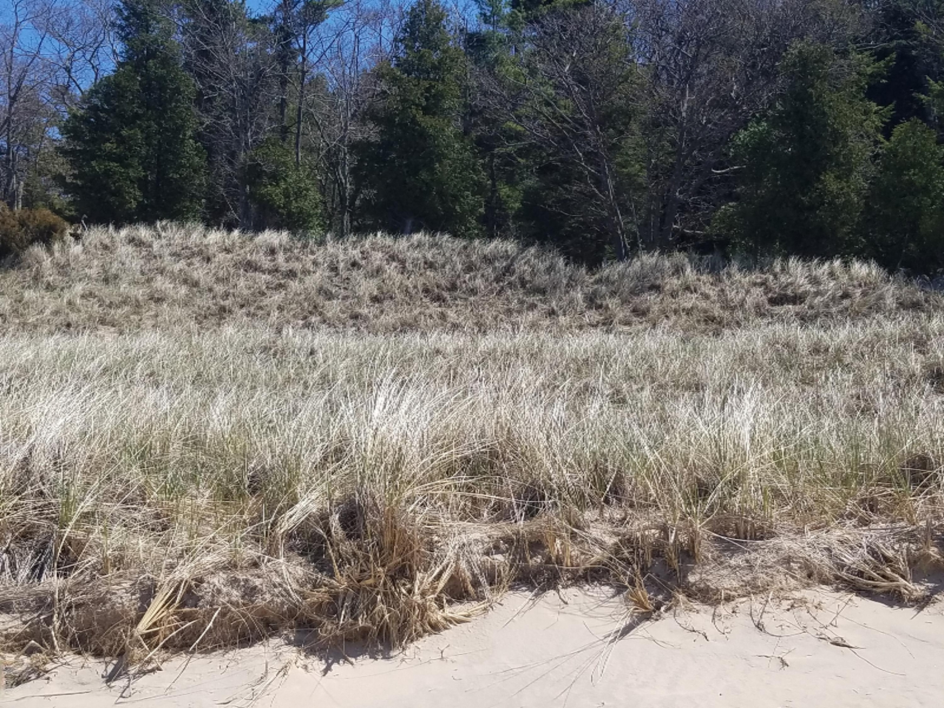 0 Mack Road Pentwater, MI 49449 - Photo 10 of 17 20170503_125055
