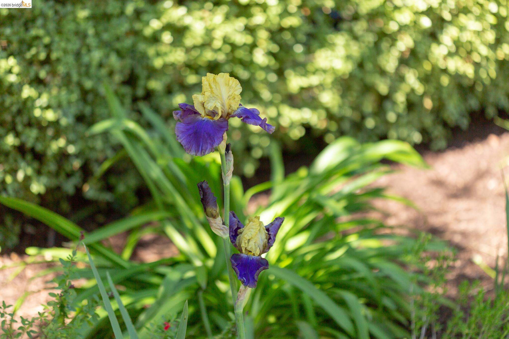 2802 Garber Street Berkeley, CA 94705 - Photo 32 of 38