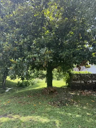 a view of a tree in a yard