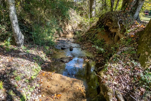 a view of a forest with a yard