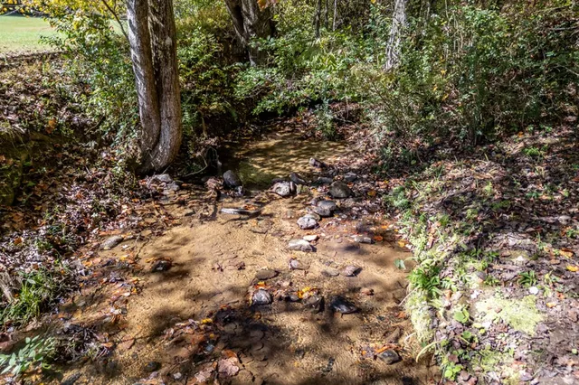 a backyard of a house with a yard and large trees