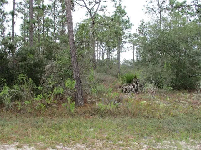 a view of a forest filled with trees
