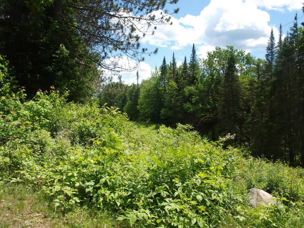 0 Beaver Pond Road Bethlehem, NH 03574 - Photo 1 of 9 Gallery Image 1