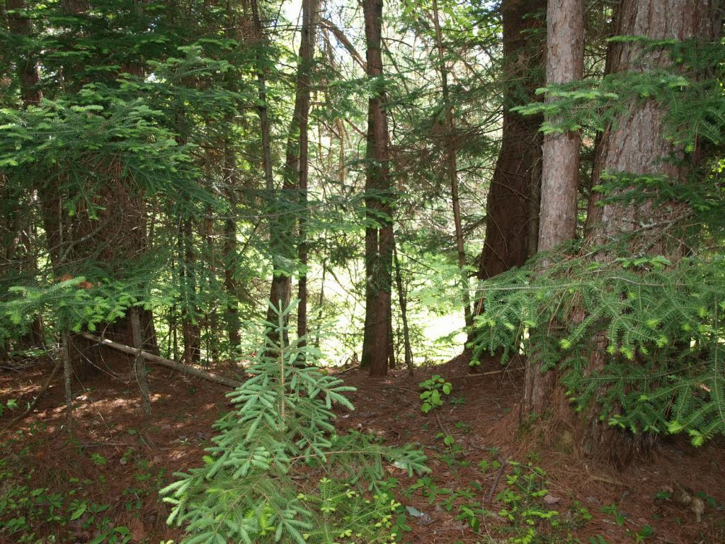 0 Beaver Pond Road Bethlehem, NH 03574 - Photo 4 of 9 Gallery Image 4