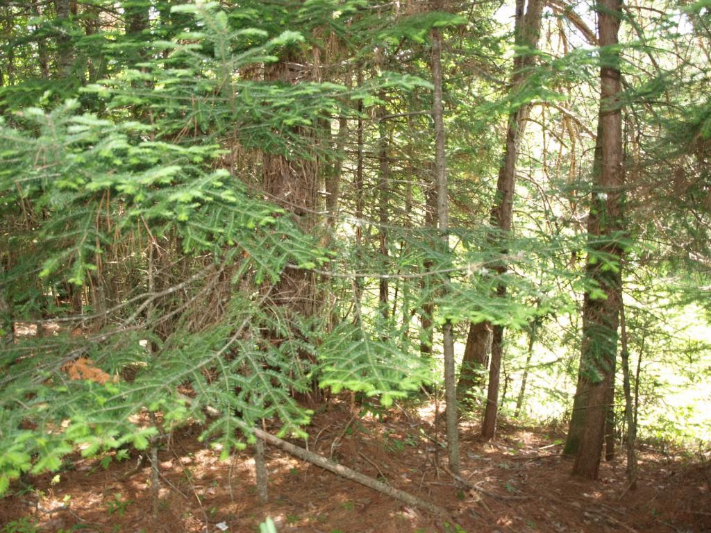 0 Beaver Pond Road Bethlehem, NH 03574 - Photo 5 of 9 Gallery Image 5