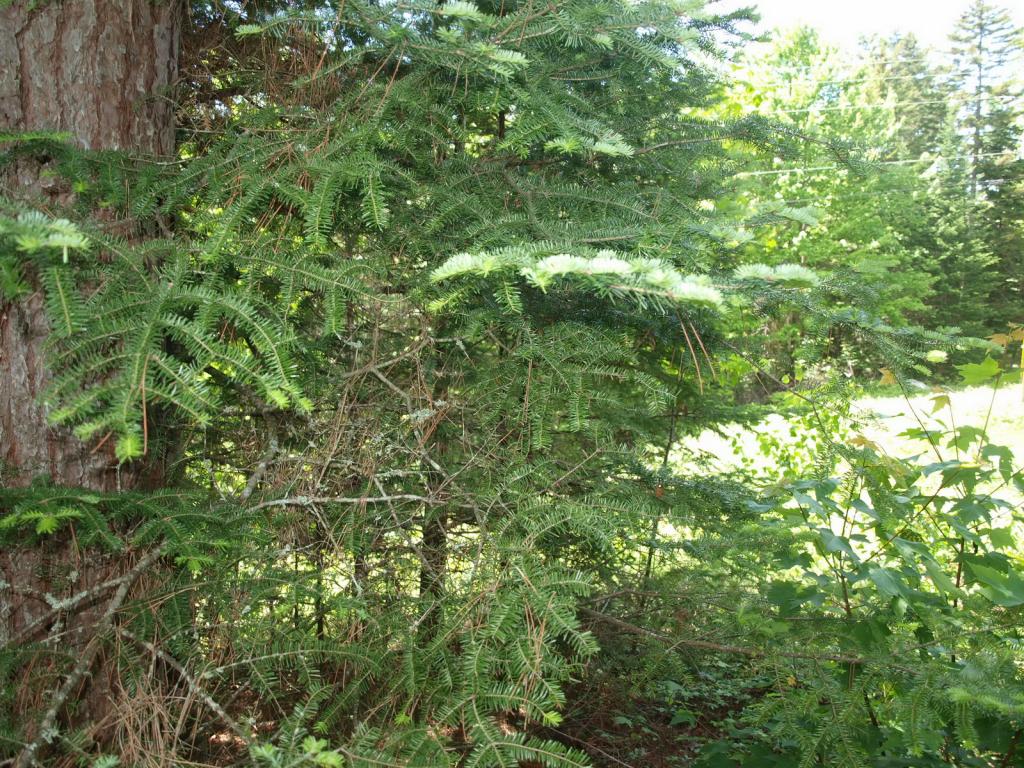 0 Beaver Pond Road Bethlehem, NH 03574 - Photo 6 of 9 Gallery Image 6