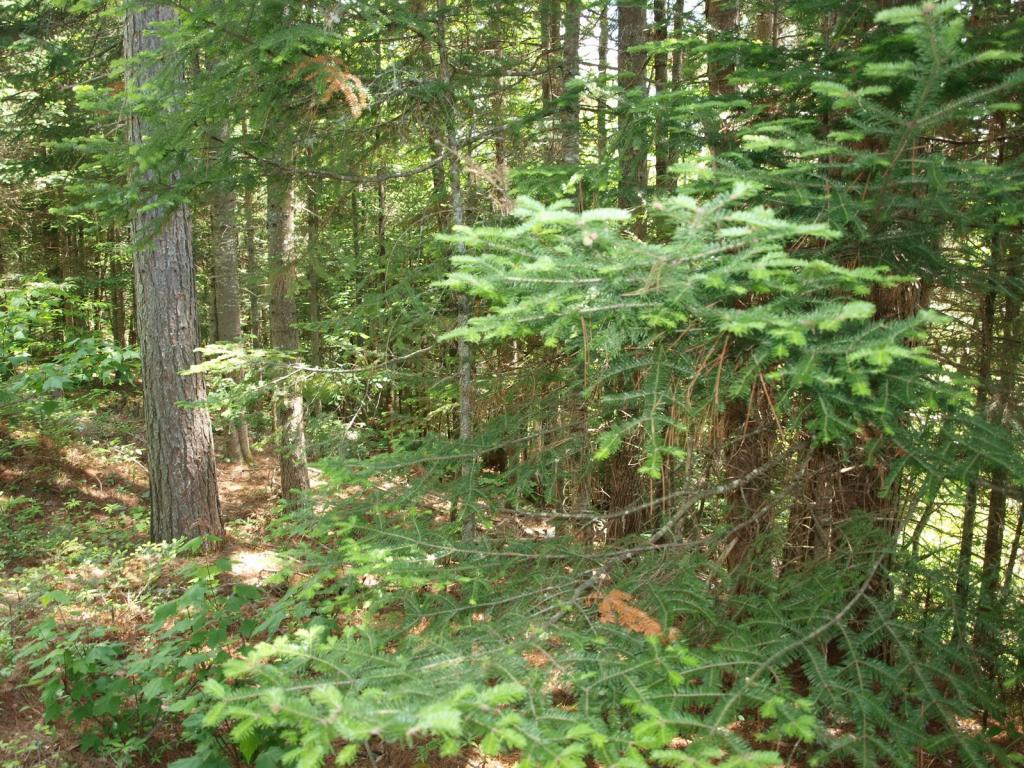 0 Beaver Pond Road Bethlehem, NH 03574 - Photo 7 of 9 Gallery Image 7