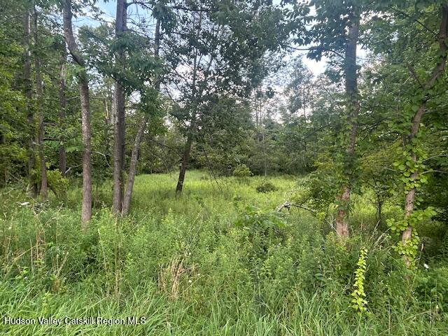 a view of a lush green forest