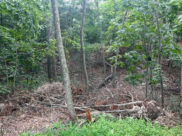 a view of a forest with lots of trees