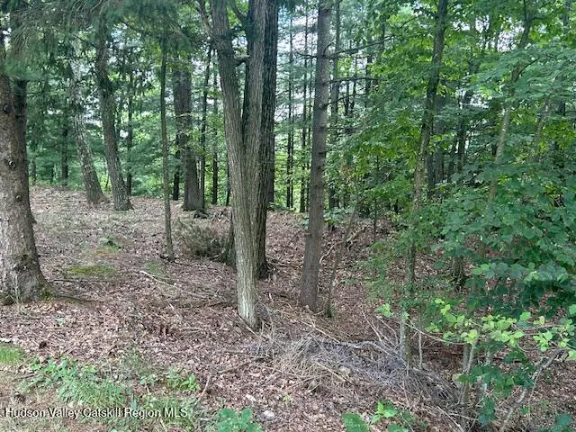 a view of a forest that has large trees
