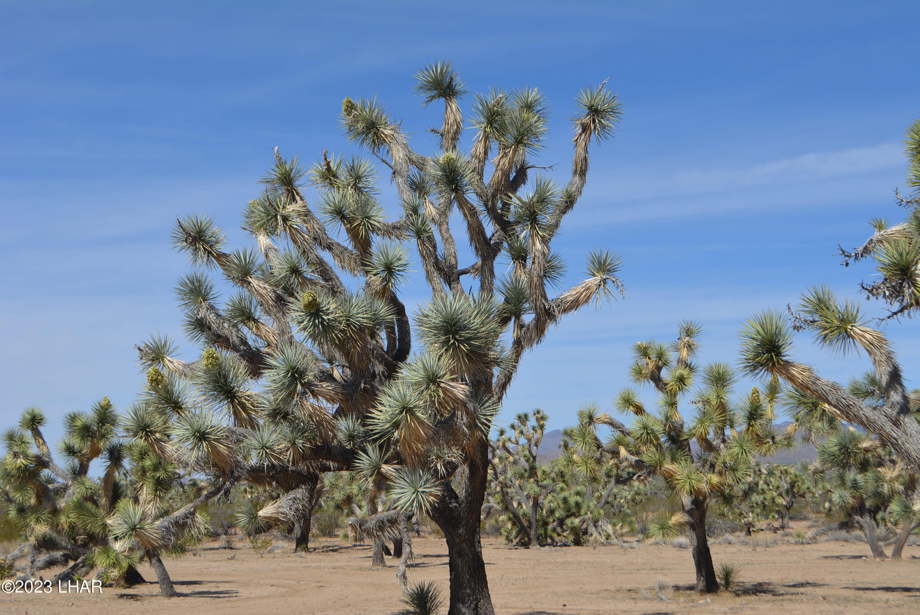 2195 South Six Shooter Road Yucca, AZ 86438 - Photo 4 of 16 Giant Joshua Trees