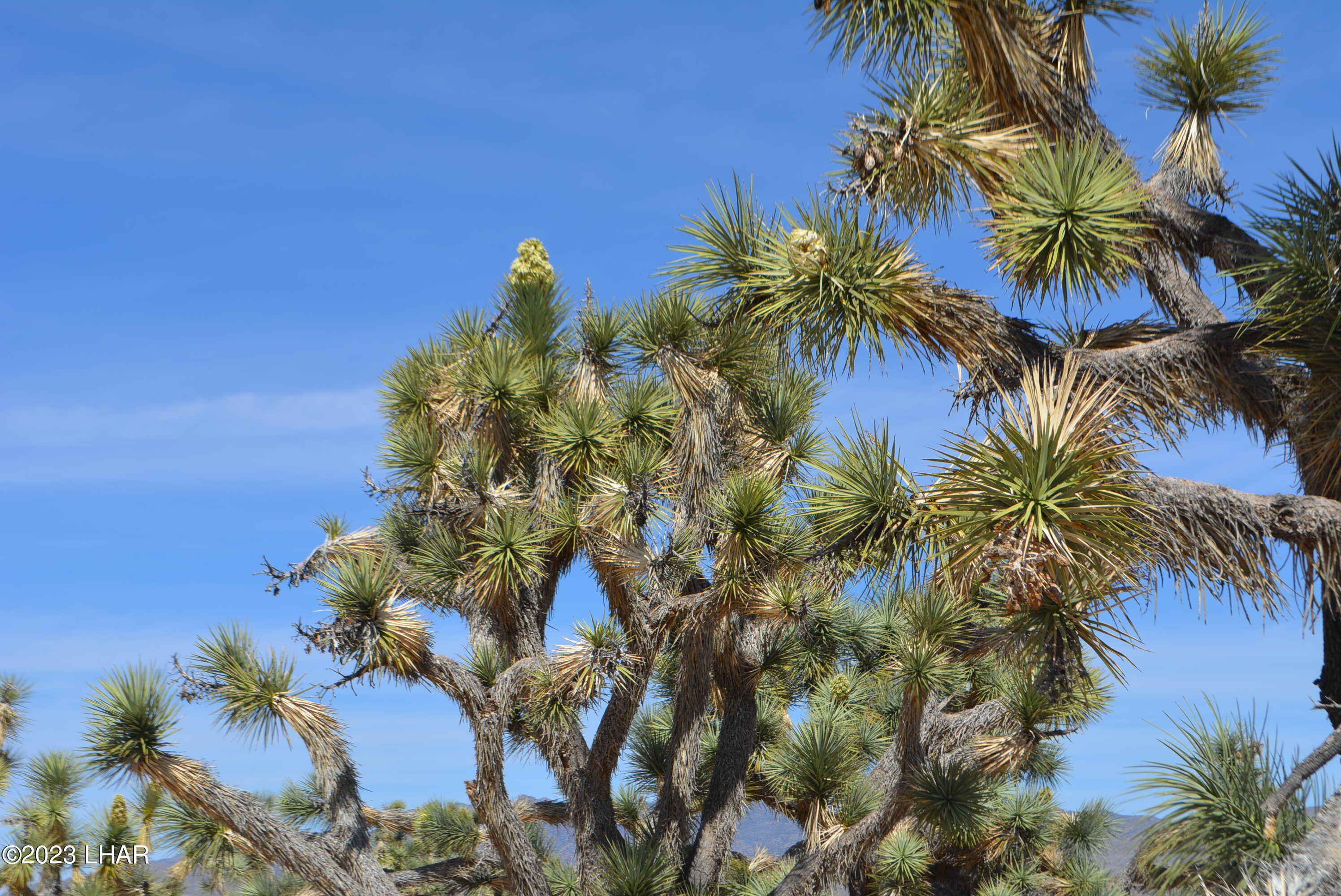 2195 South Six Shooter Road Yucca, AZ 86438 - Photo 5 of 16 DSC_0857