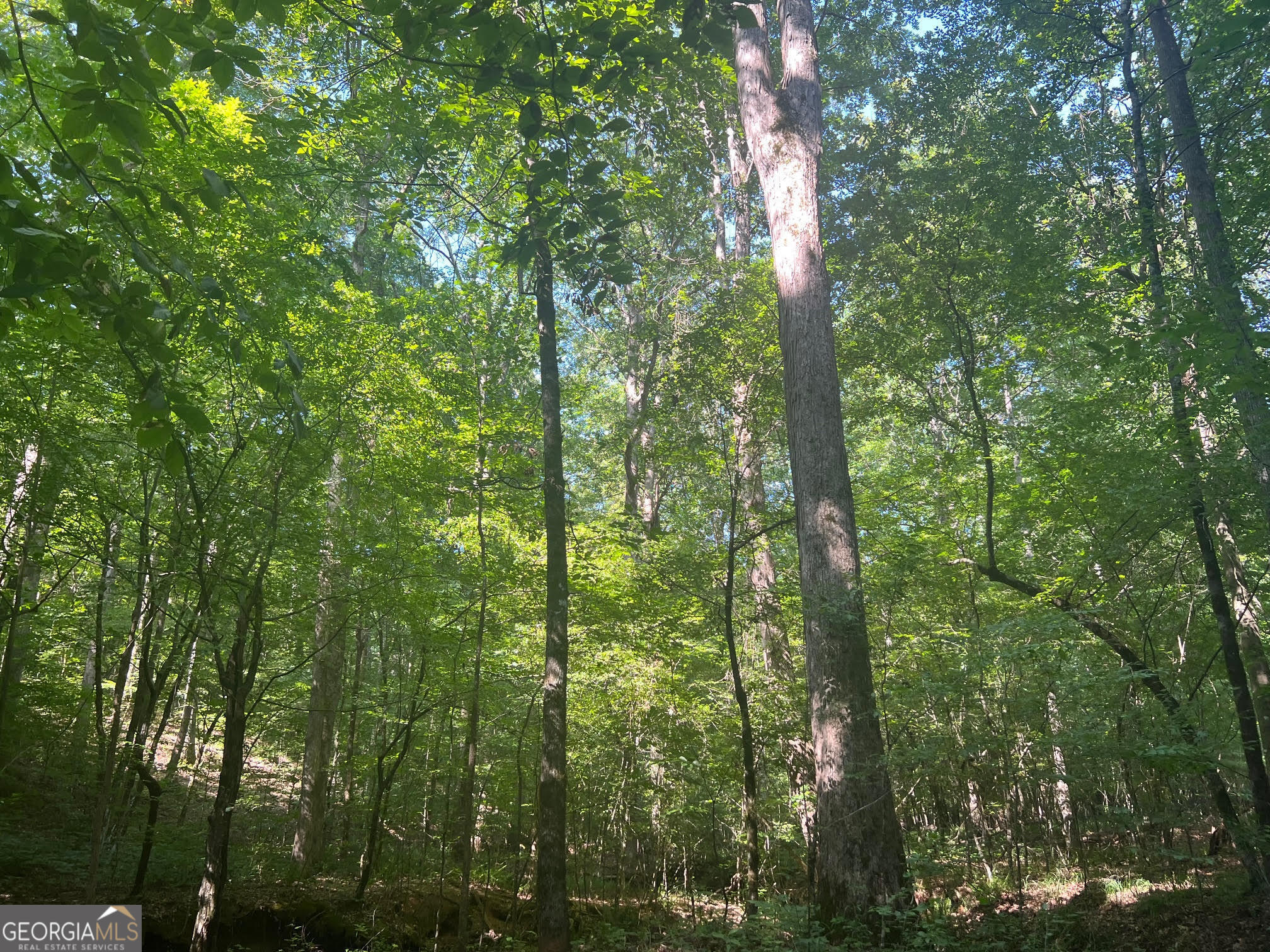 0 Dickson Road Rutledge, GA 30663 - Photo 19 of 46