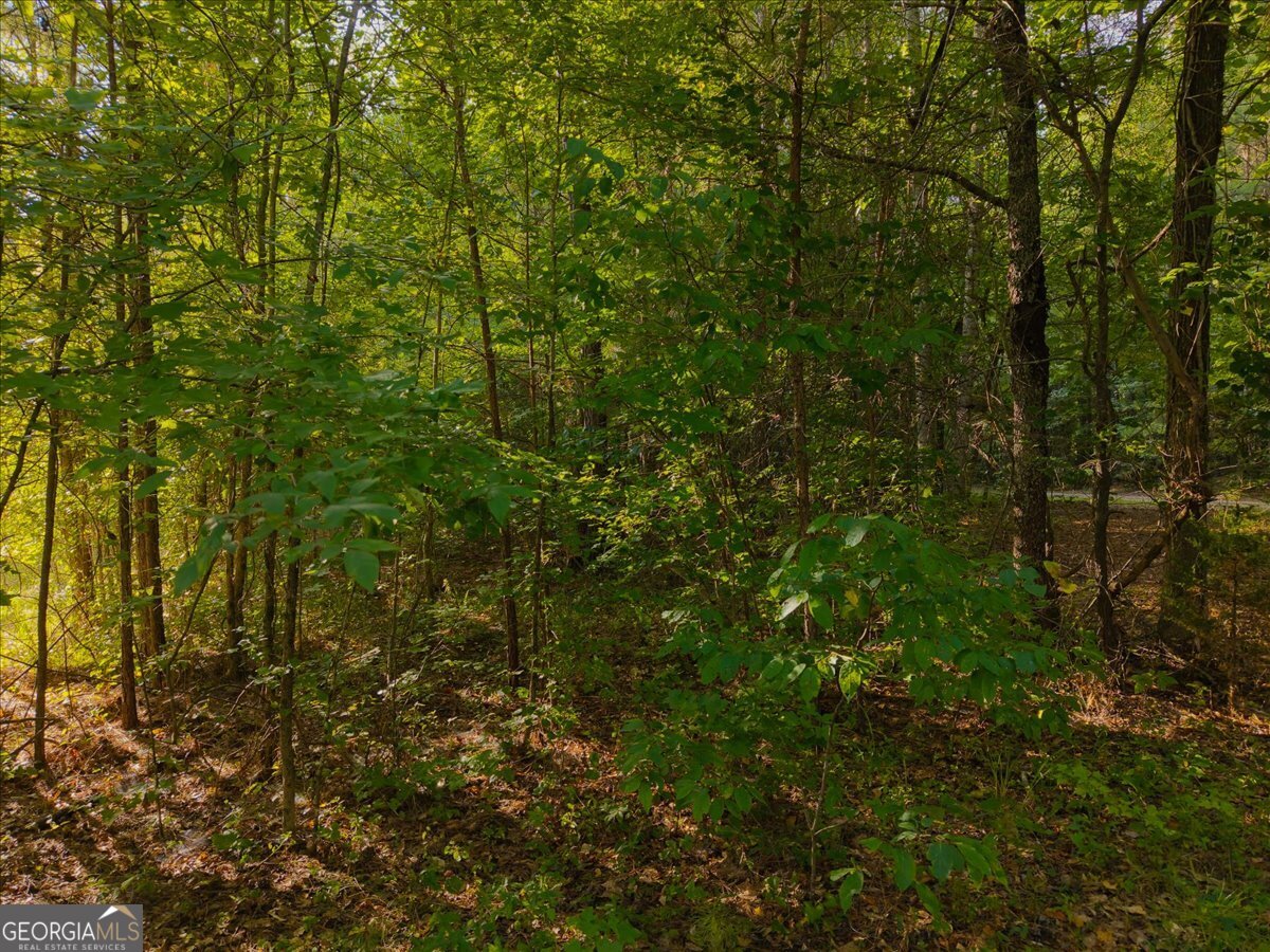 0 Dickson Road Rutledge, GA 30663 - Photo 36 of 46 a view of a lush green forest