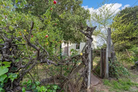 a picture of tree