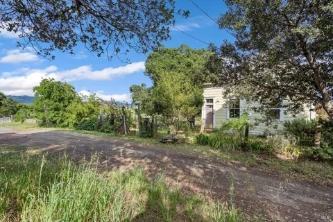 a view of a yard with plants and large trees