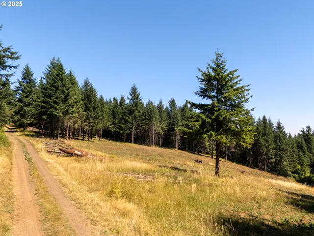 a view of empty space with large trees