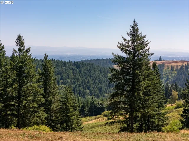 a view of a bunch of trees in a yard