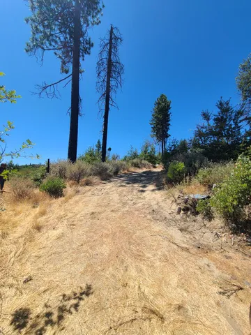 a view of a yard with an trees