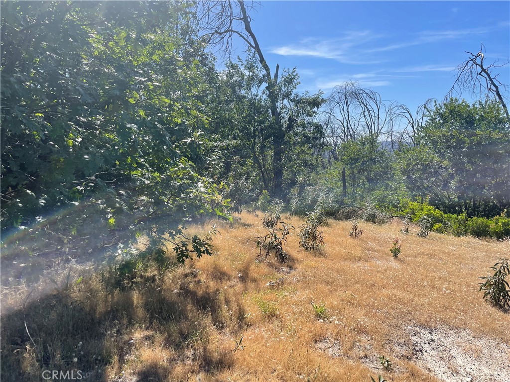 363 Raccoon Road Berry Creek, CA 95916 - Photo 24 of 27 a view of a yard with a tree