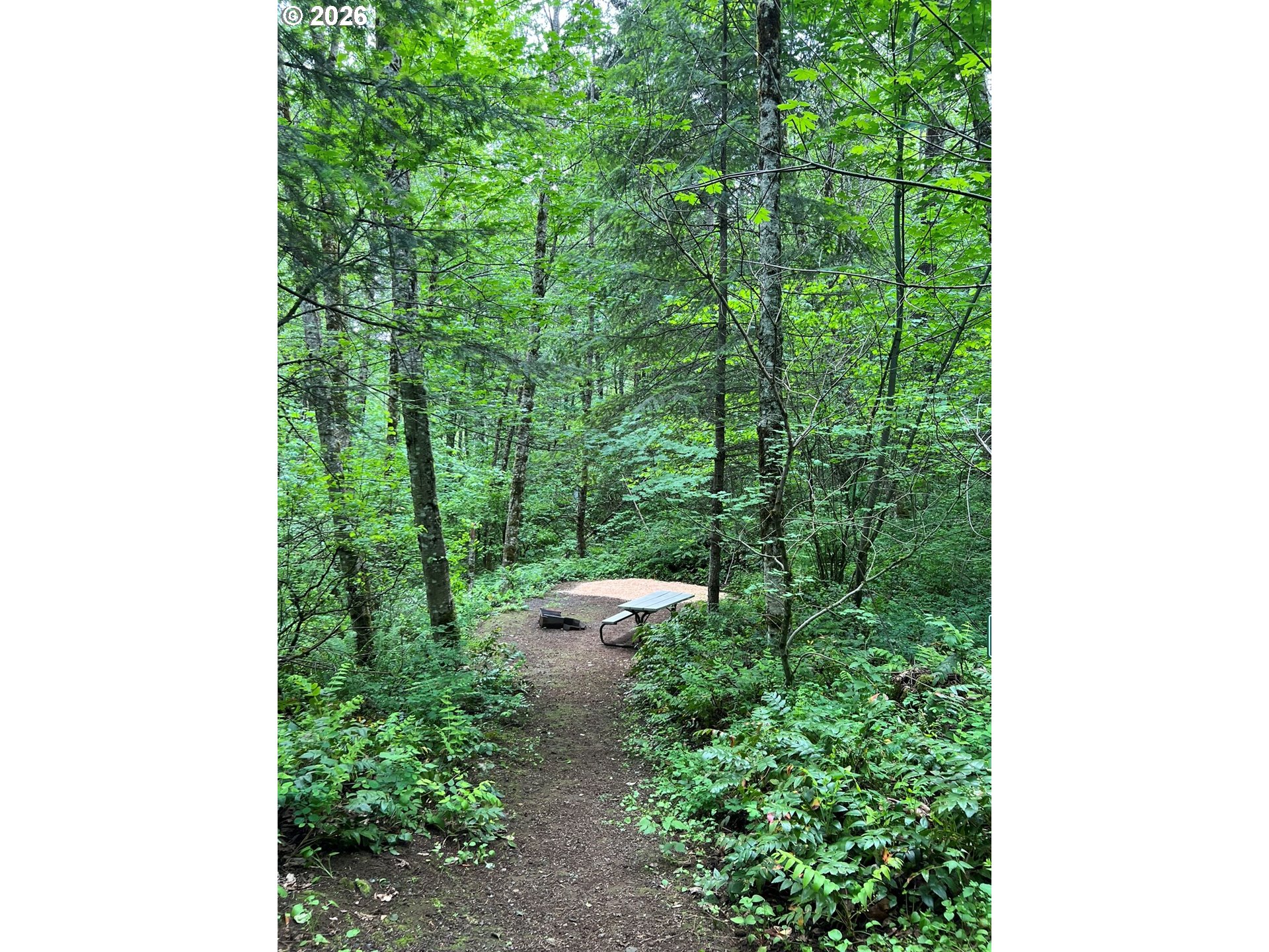 112 Bylin Road Stevenson, WA 98648 - Photo 37 of 42 a view of a forest with plants and a bench