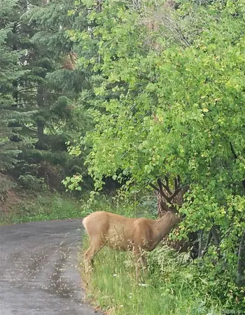 a view of a lush green field