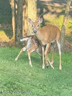 $14,500 | Lot 155 Tink Wig Drive, Hawley, PA 18428