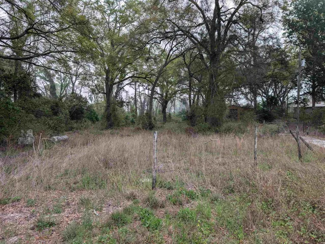 a view of a forest with trees in the background