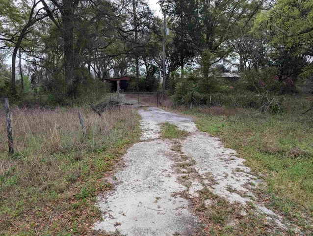 a view of a forest with trees in the background