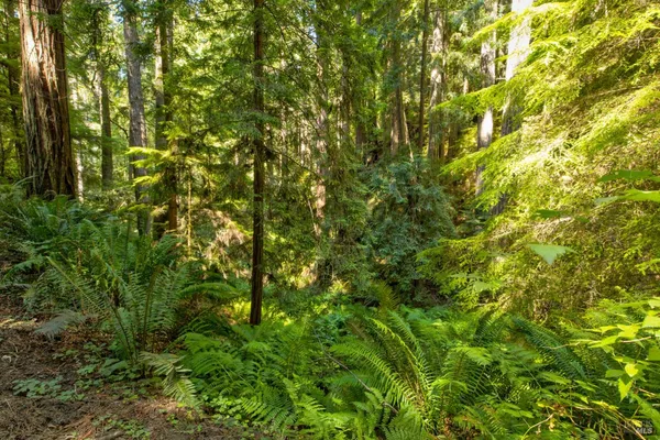 $235,000 | 33170 Frog Pond Road, Little River, CA 95456