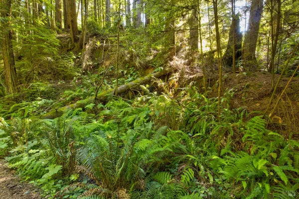 $235,000 | 33170 Frog Pond Road, Little River, CA 95456