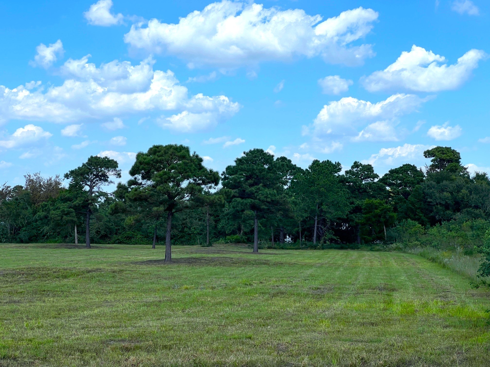 0 County Road 203 Liverpool, TX 77577 - Photo 7 of 9 a view of a garden