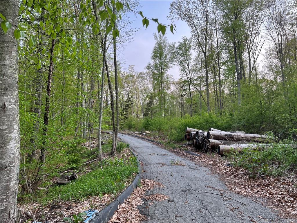 a view of a forest with a tree