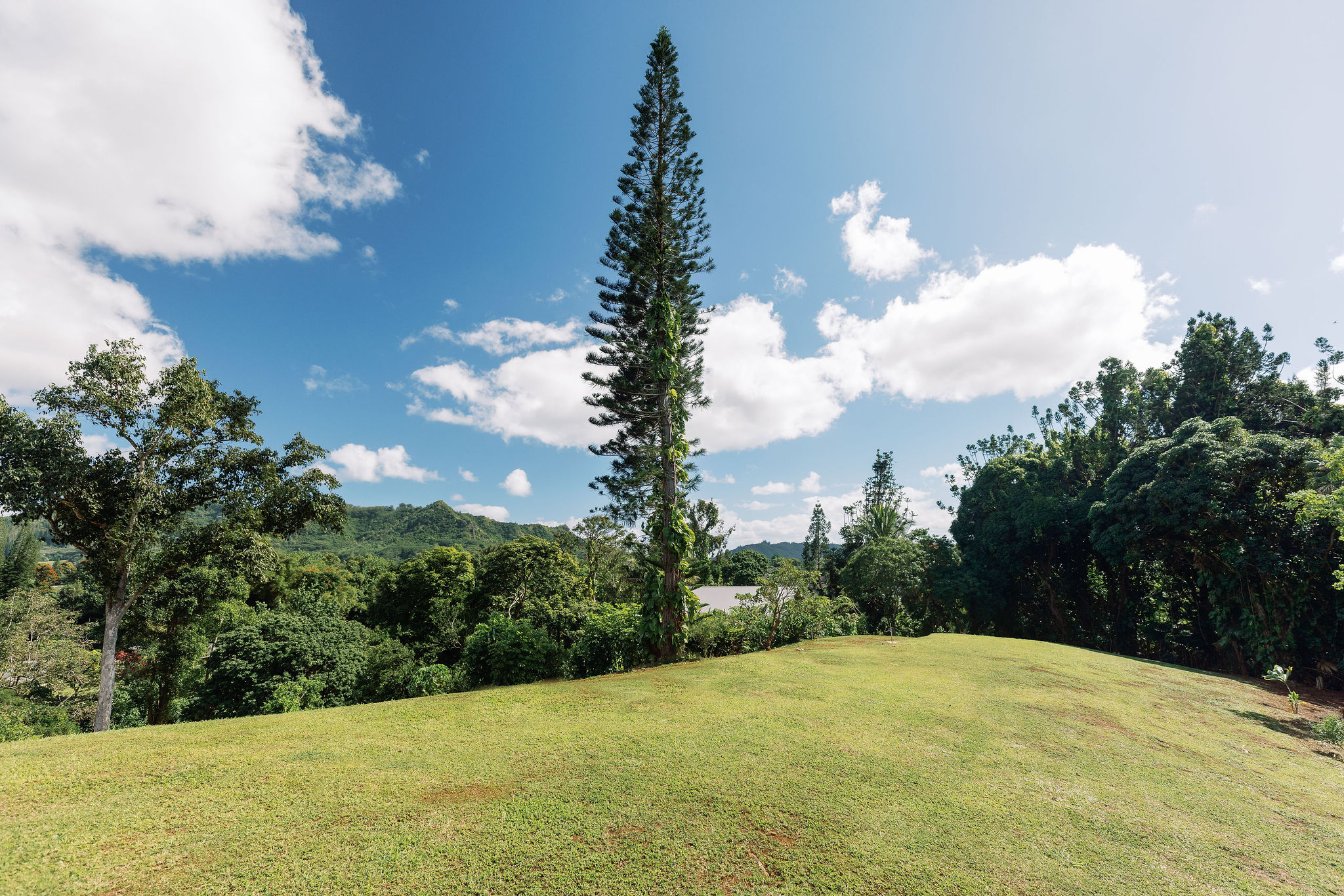 6546 D Kuamoo Road, Unit 3 Kapaa, HI 96746 - Photo 5 of 7 a view of a garden with a tree in the background