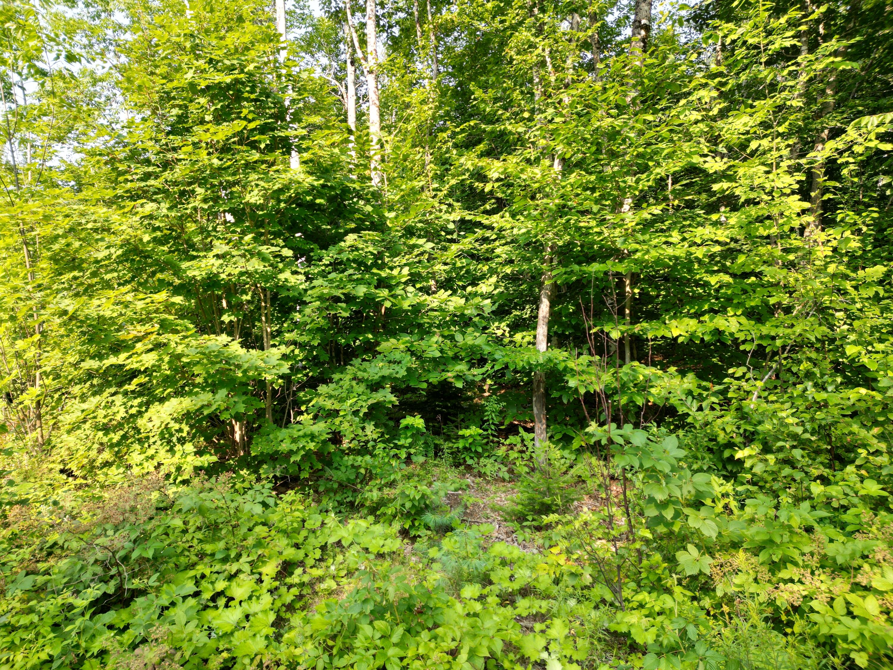 Lot 13 West Road Springfield, ME 04487 - Photo 9 of 13 DJI_0021