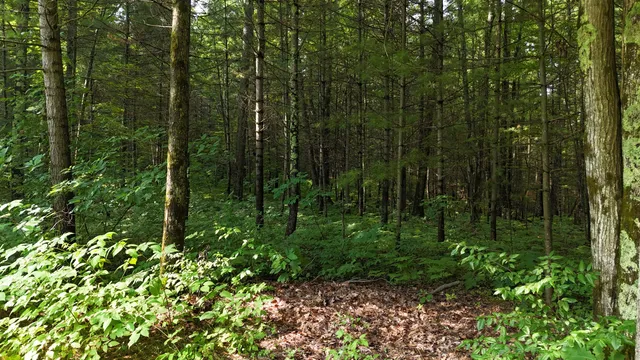 $219,000 | 16039 Steinberg Road, Wellston, MI 49689