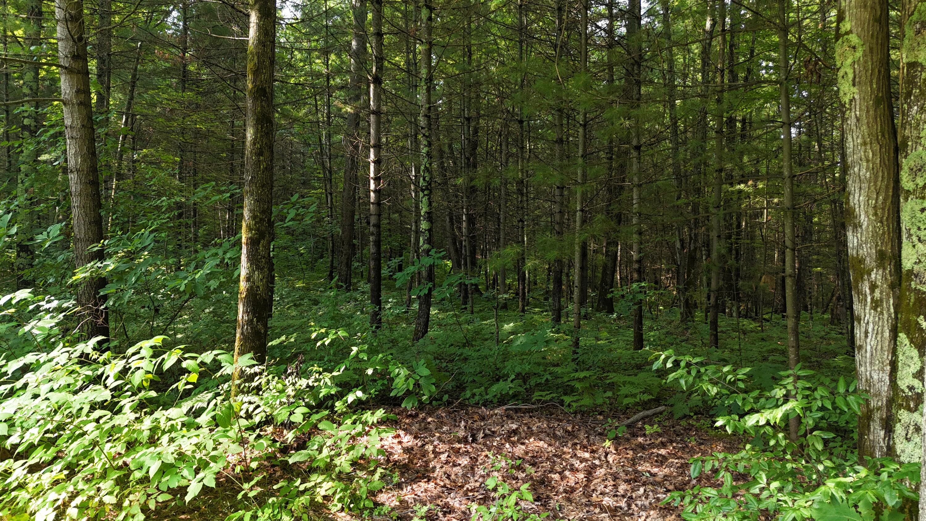 16039 Steinberg Road Wellston, MI 49689 - Photo 35 of 43 16039 Steinberg