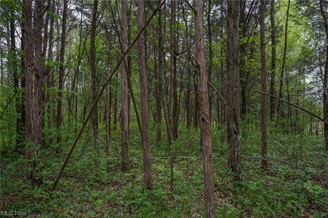 Hill Road Blue Creek, OH 45616 - Photo 16 of 26 Gallery Image 16