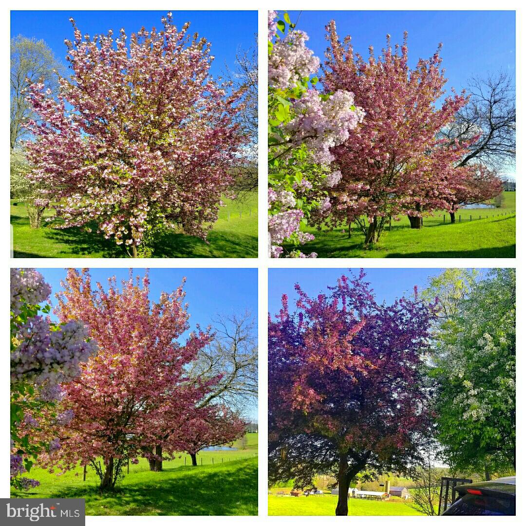 1667 Exeter Road Westminster, MD 21157 - Photo 72 of 78 VARIOUS SPECIES OF MATURE FLOWERING TREES