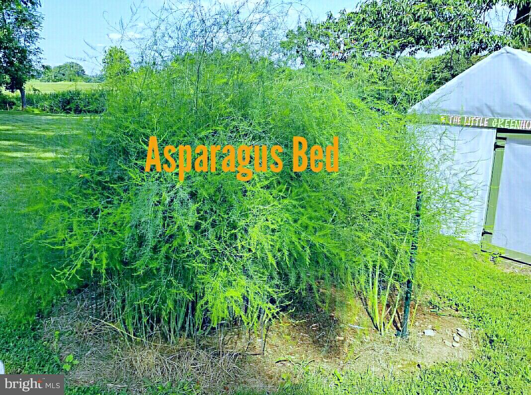1667 Exeter Road Westminster, MD 21157 - Photo 73 of 78 ESTABLISHED ASPARAGUS BED