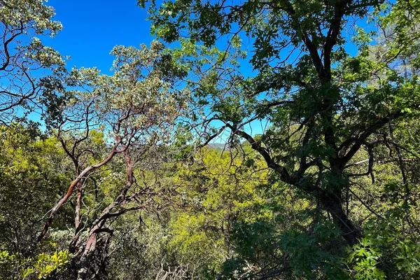 a view of a tree