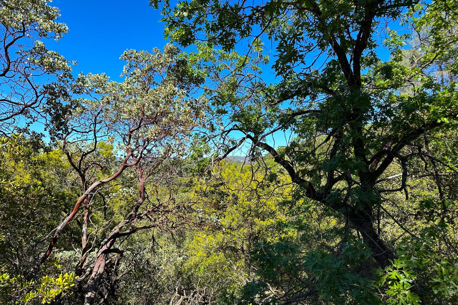 6652 Pappalardo Promenade Murphys, CA 95247 - Photo 11 of 31 a view of a tree