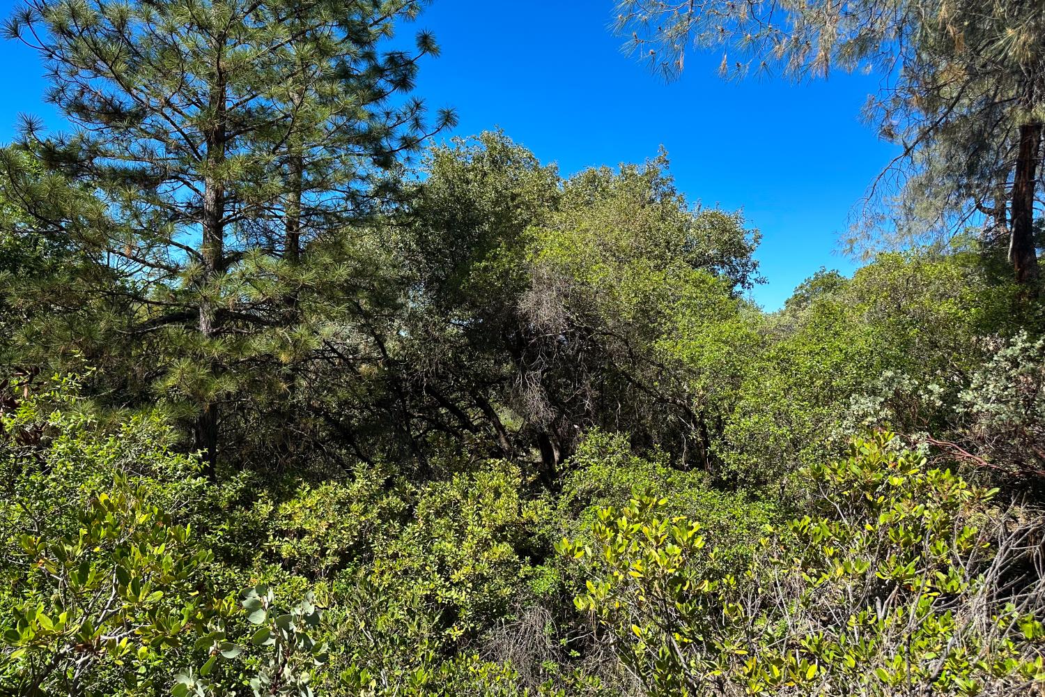 6652 Pappalardo Promenade Murphys, CA 95247 - Photo 14 of 31 a view of a lush green forest
