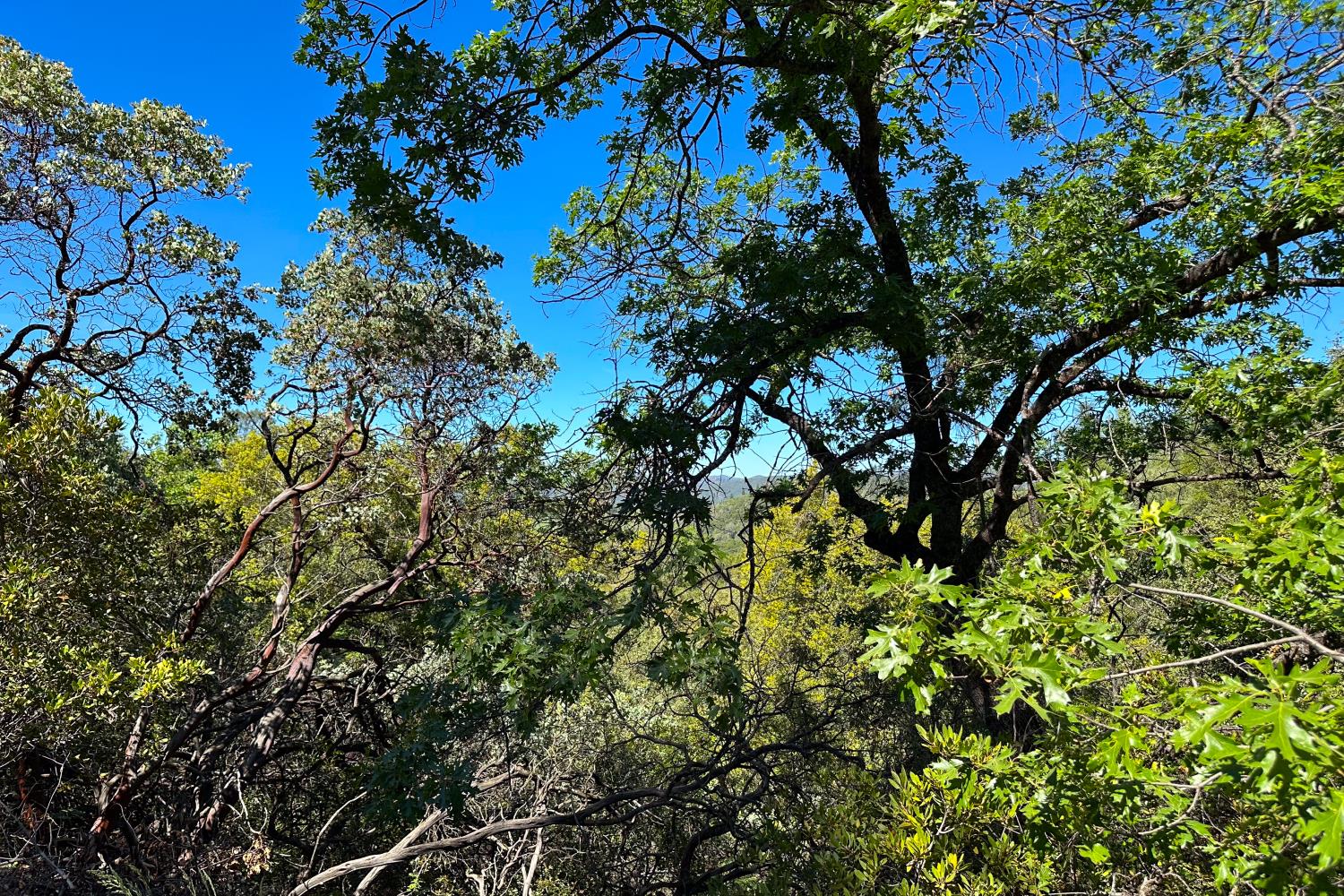 6652 Pappalardo Promenade Murphys, CA 95247 - Photo 15 of 31 a view of a tree