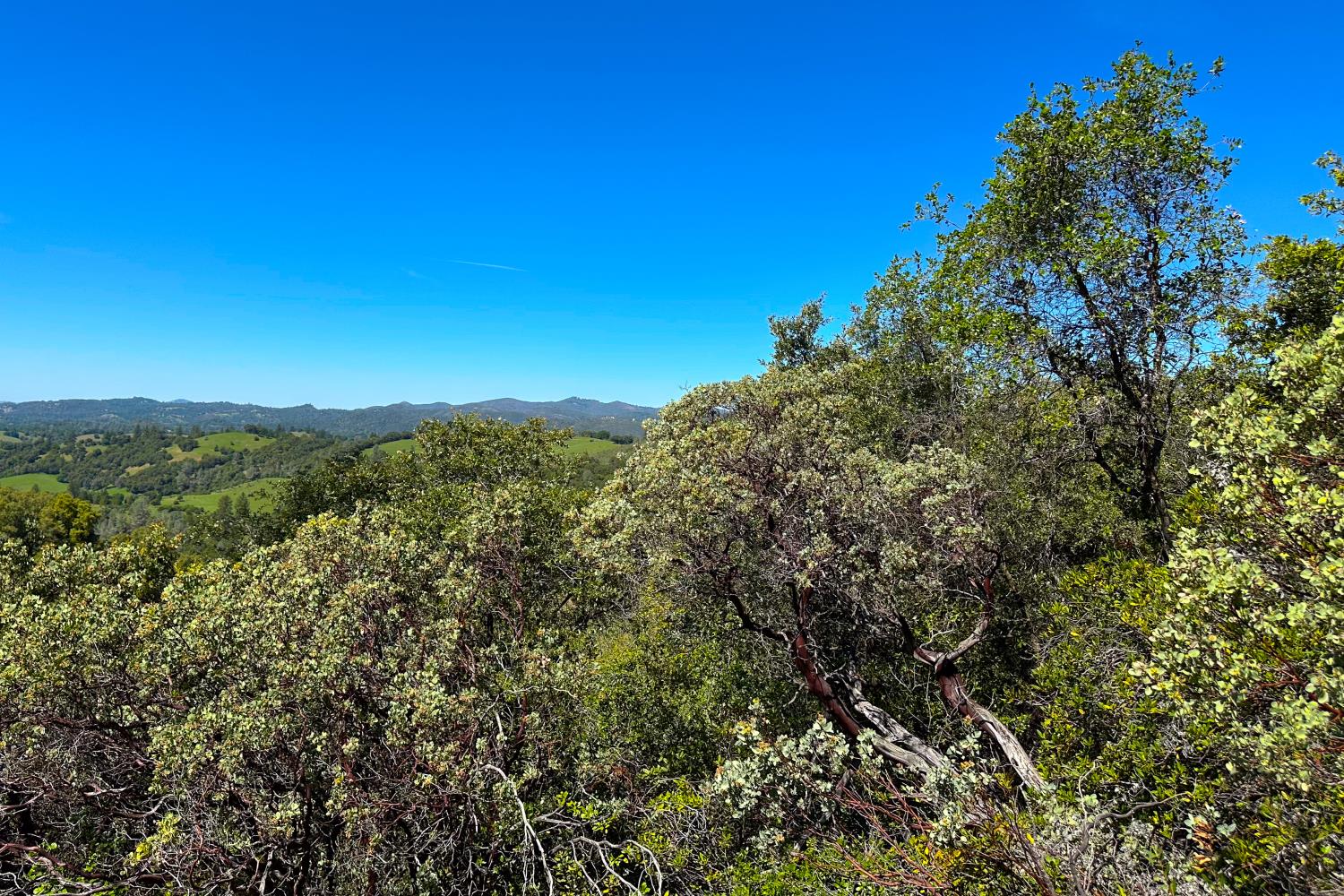 6652 Pappalardo Promenade Murphys, CA 95247 - Photo 17 of 31 a view of a city with lush green forest