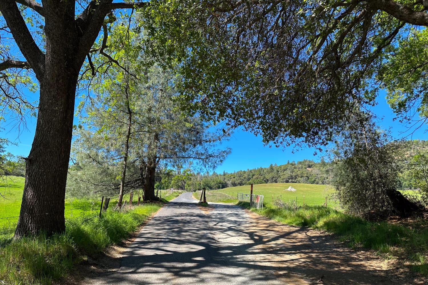 6652 Pappalardo Promenade Murphys, CA 95247 - Photo 2 of 31 a view of a large trees with a tree